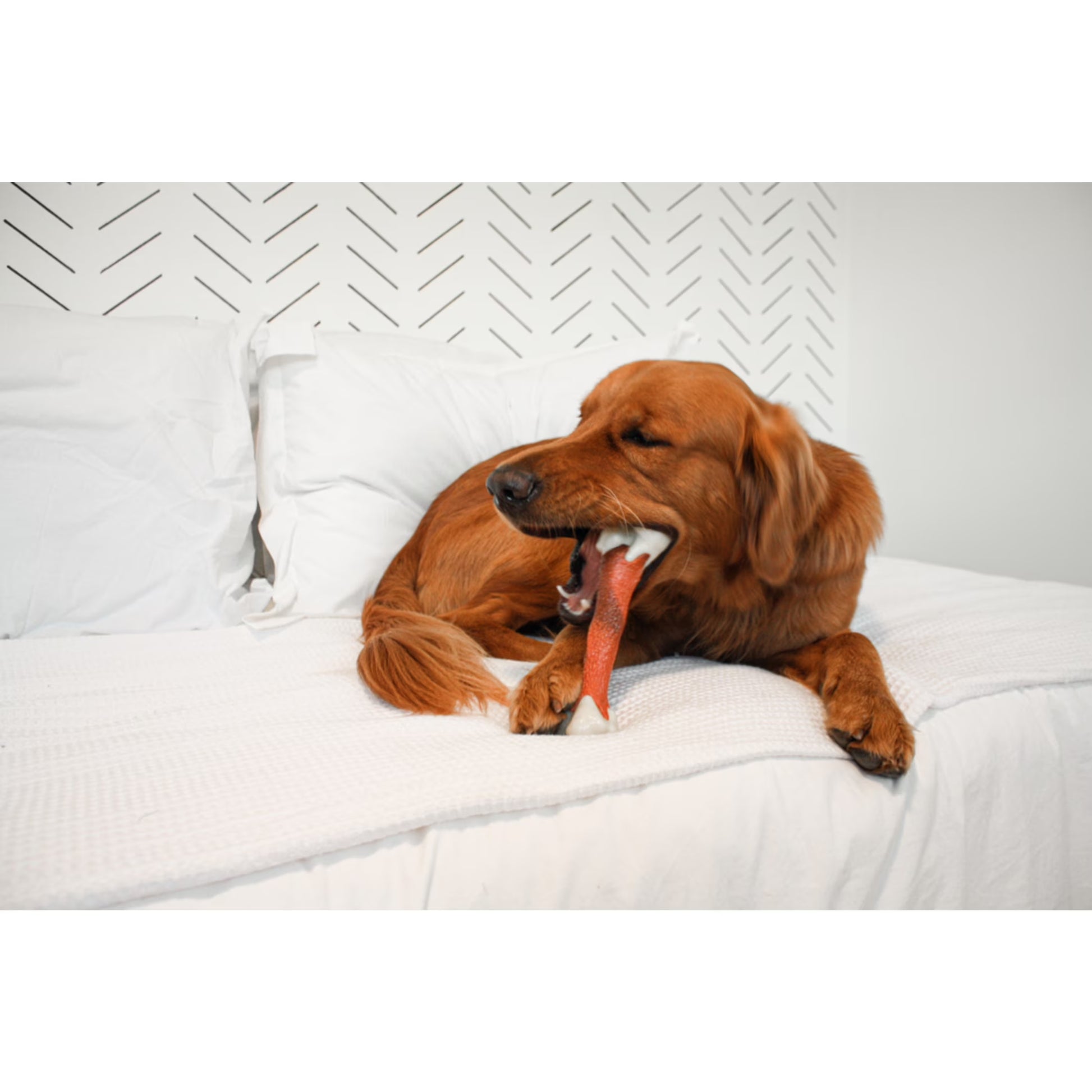 Power Chew Femur Bone Alternative Dog Toy, Dog Chew Toy, Beef Flavor, X-Large, 1 Count