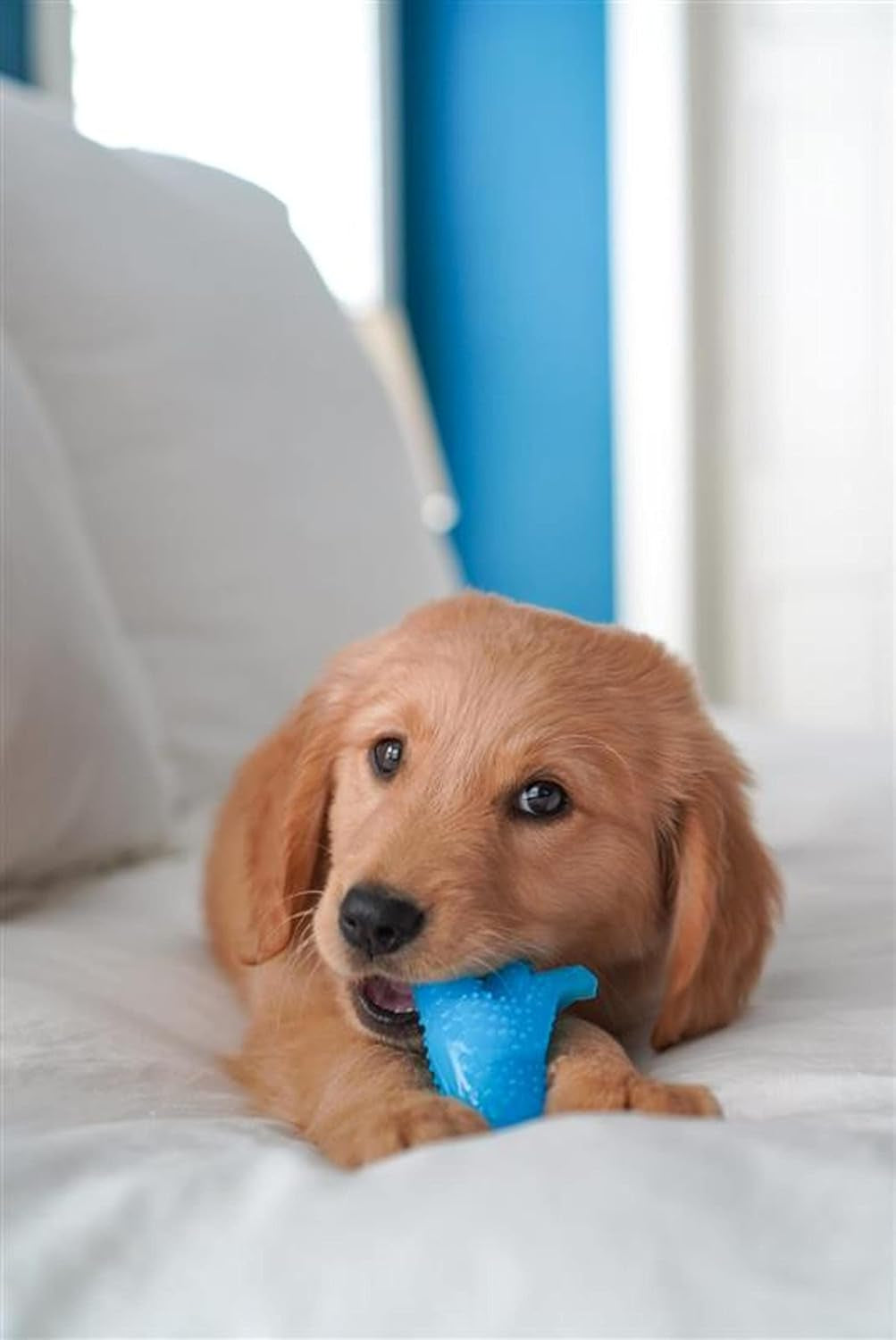 Puppy Chew Dental Dinosaur Dog Chew Toy, Chicken Flavor, Small | Soothing Teething Toys for Puppies, Puppy Enrichment & Teething Relief, Freeze for Added Comfort, up to 25 Lbs