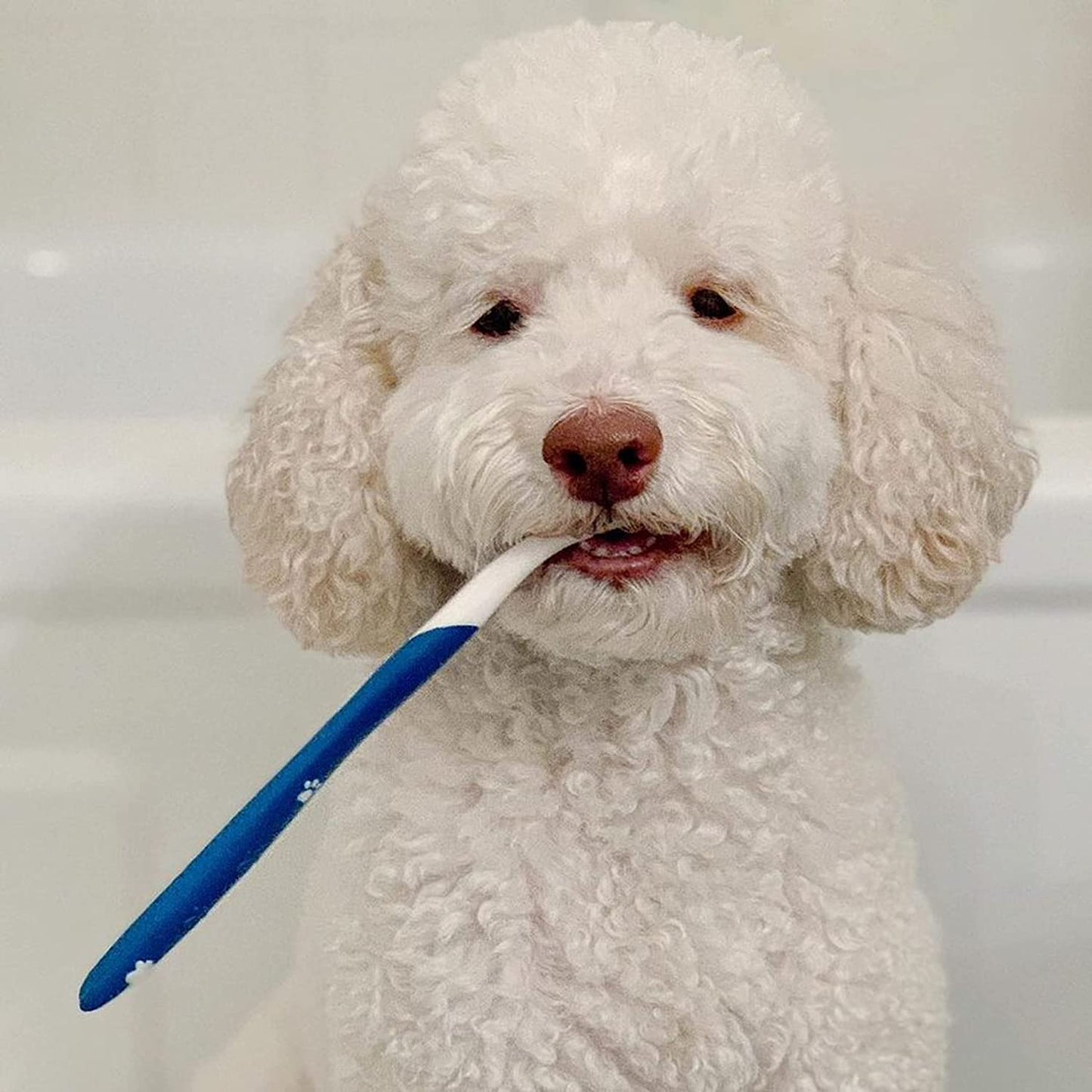 Advanced Oral Care Dog Dental Kit Original Flavor 2.5 Oz.