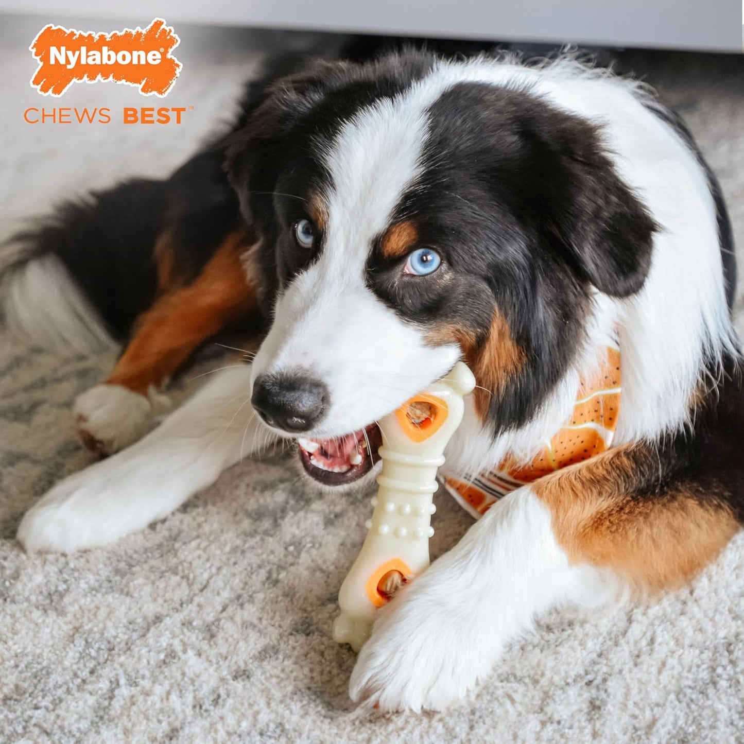 Power Chew Knuckle Bone & Pop-In Dog Treat Toy, Large | Chicken Flavor, Includes 6 Natural Treats, Dog Enrichment, Interactive Dog Toys to Keep Them Busy, for Dogs up to 50 Lbs