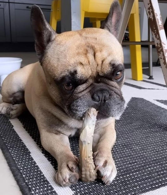 Power Chew Antler Alternative Nylon Chew Toy for Dogs, Dog Toys for Aggressive Chewers, Venison Flavor, Large/Giant (1 Count) | Splinter-Free, Durable Dog Toys for Aggressive Chewers, Long Lasting, Discourages Destructive Chewing, for Dogs up to 50 Lbs