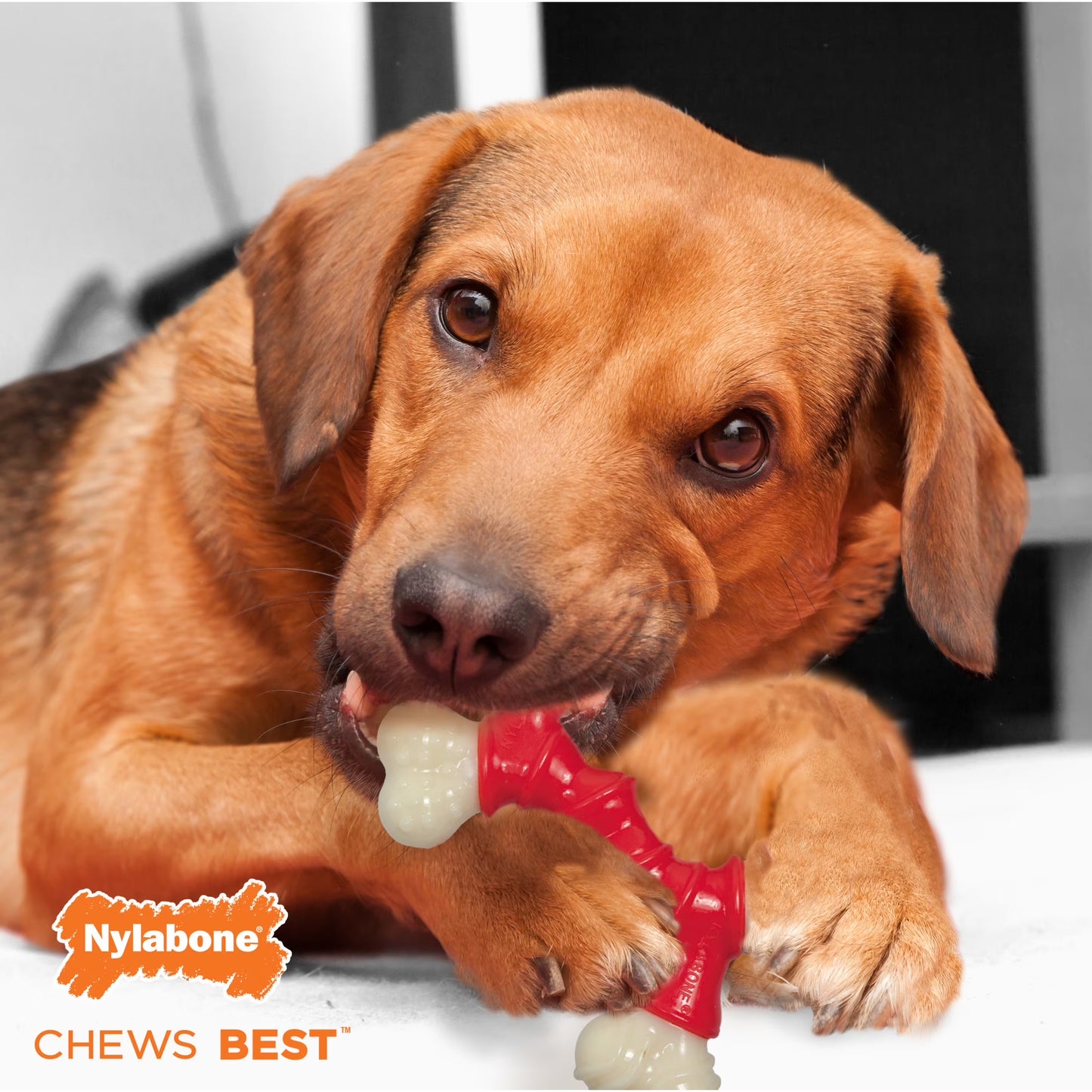 Power Chew Double Bone Dog Toy, Dog Chew Toy, Bacon Flavor, Medium, 1 Count