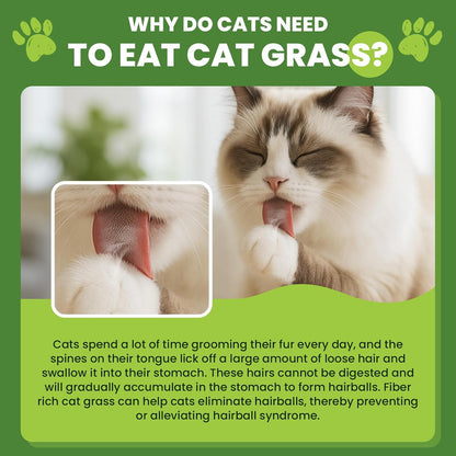 Cat Grass Sticks, 60 G Cat Grass Teething Stick and 50 G Cats Treats, Natural Dental Chews for Teeth Cleaning & Hairball Relief Teething Sticks for Indoor Cats Grain-Free