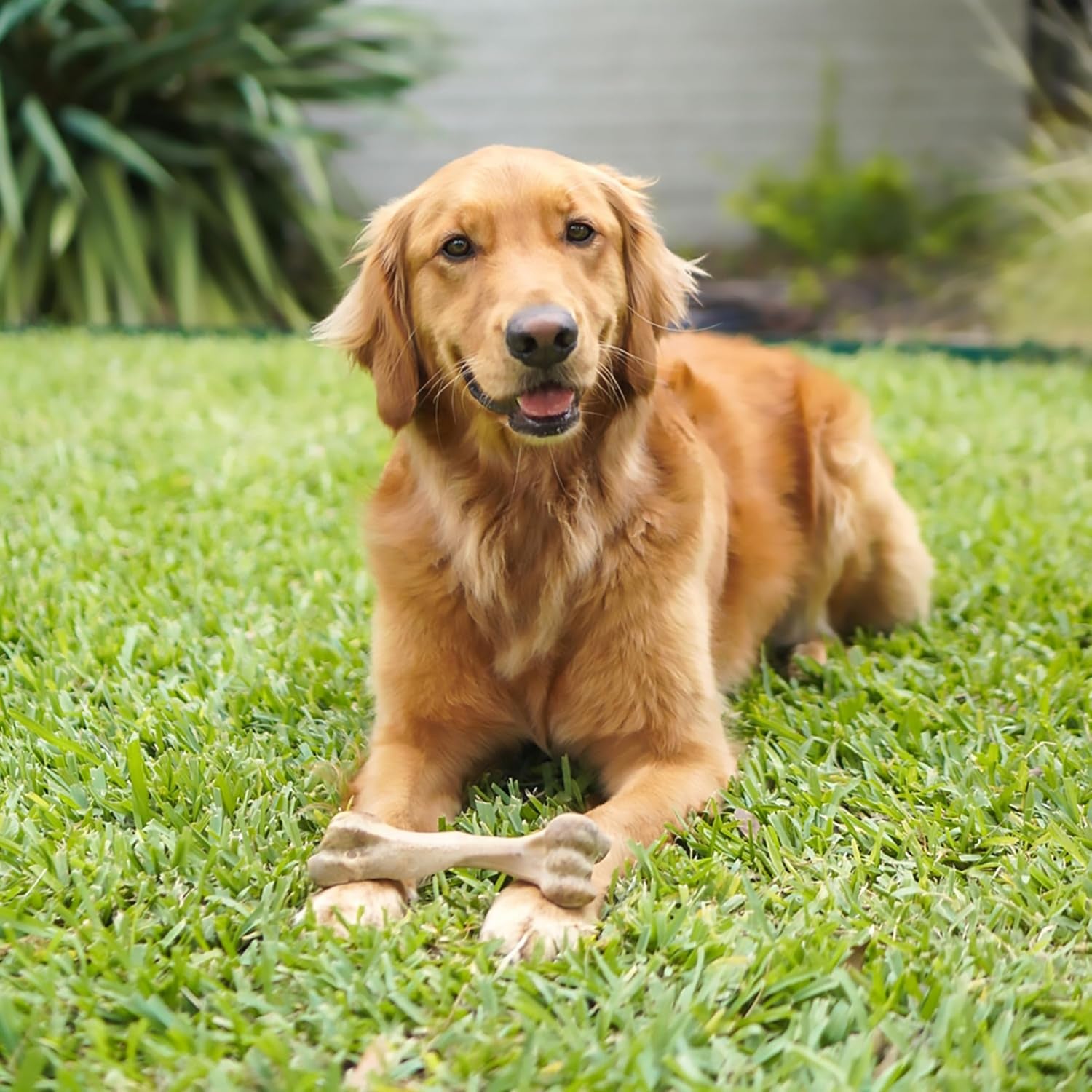 Healthy Edibles Wild Dog Treats, Venison Flavor, Large | Natural Dog Chew Bones, Made in USA, Highly Digestible Dog Chews, Long Lasting Chews for Large Dogs up to 50 Lbs