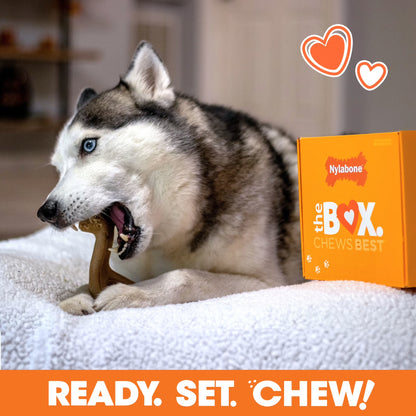 Dog Toy Gift Box, Includes 3 Dog Chew Toys and 1 Dog Treat, Large Dogs, 4 Pack