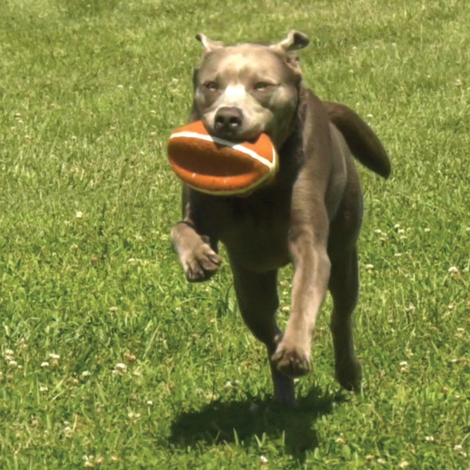 Power Play Dog Football Gripz, Dog Play Toy, Medium