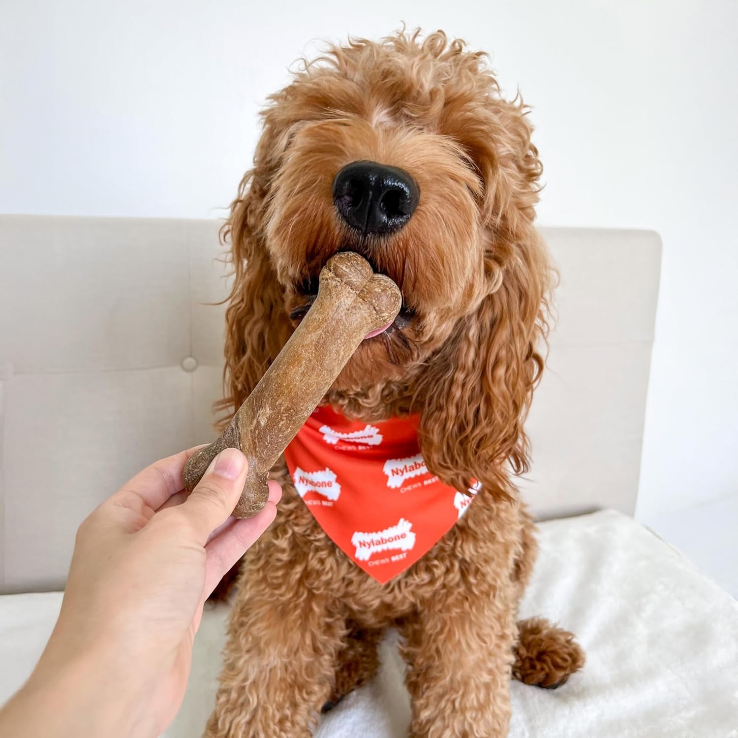 Healthy Edibles Natural Dog Chews Long Lasting Chicken Flavor Treats for Dogs, Medium/Wolf (2 Count)