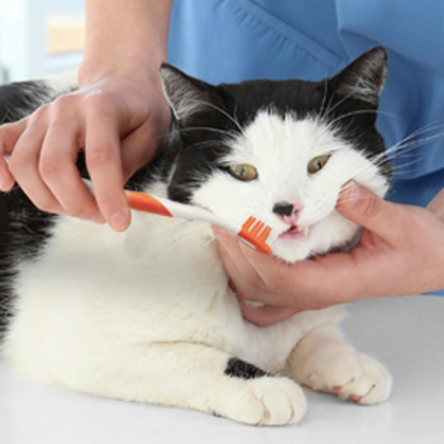 Advanced Oral Care Cat Dental Kit Original (3 Count)