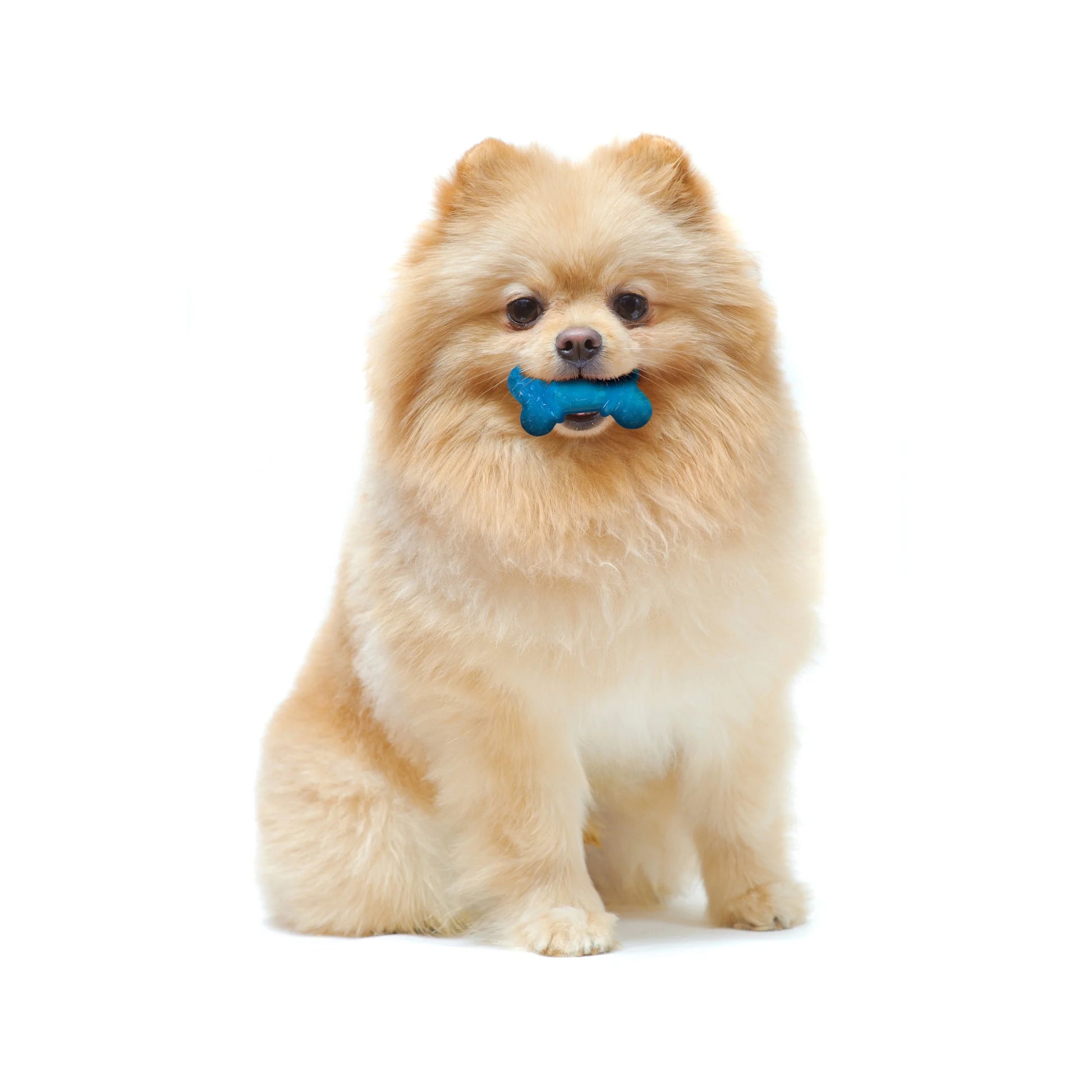 Flexi Chew Bone Dog Chew Toy Peanut Butter & Bacon Orange & Blue Xx-Small (2 Count)
