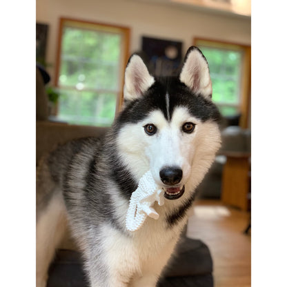 Power Chew Dental Dinosaur Dog Toy, Dog Chew Toy, Chicken Flavor, Large, 1 Count
